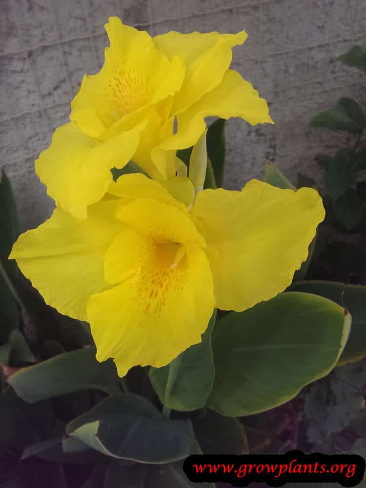 Yellow Canna indica plant