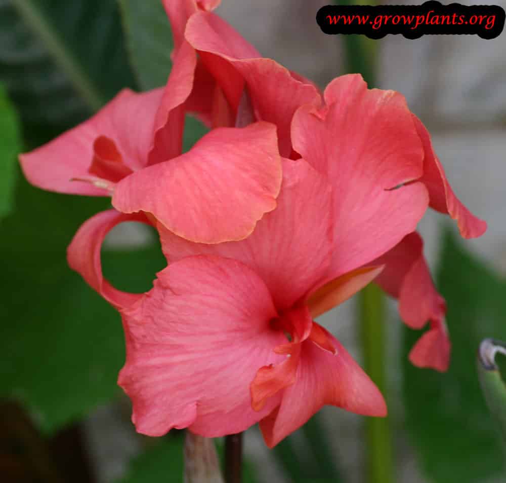 Pink Canna indica plant