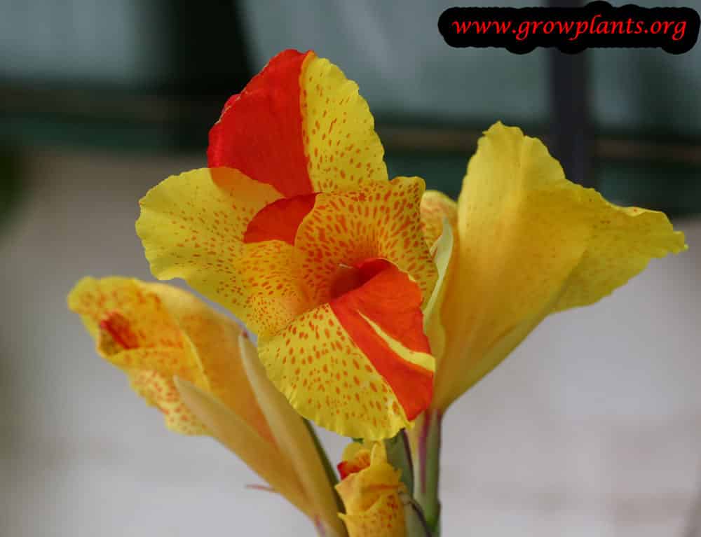 Canna indica flowers