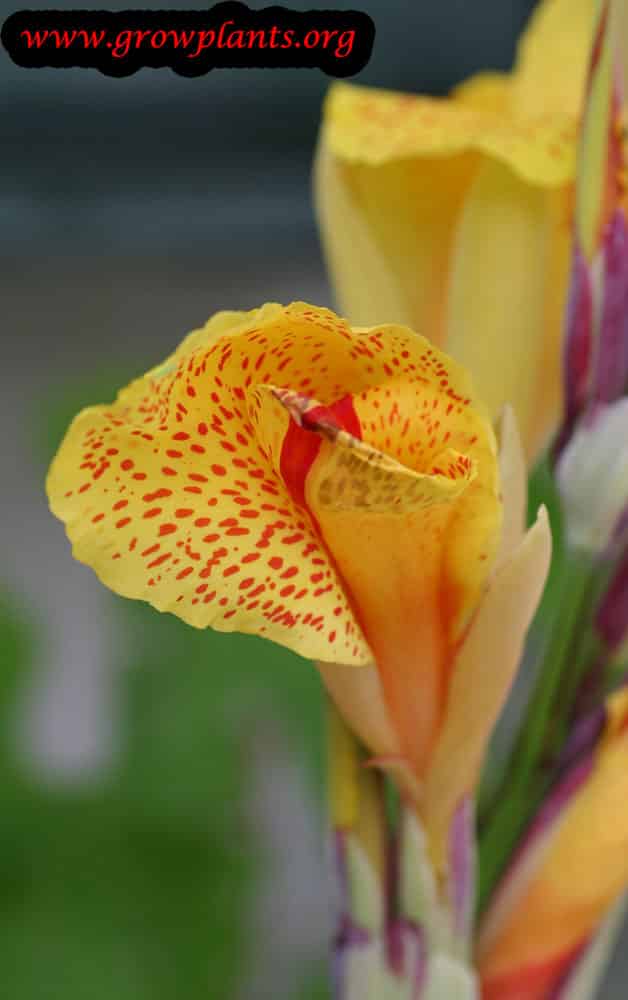 Canna indica grow and care