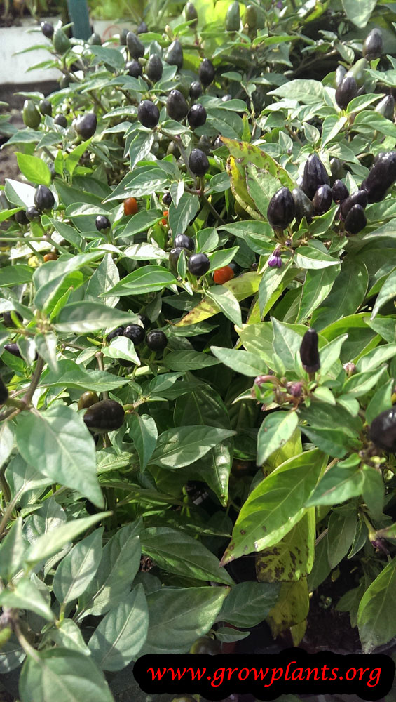 Growing Capsicum frutescens