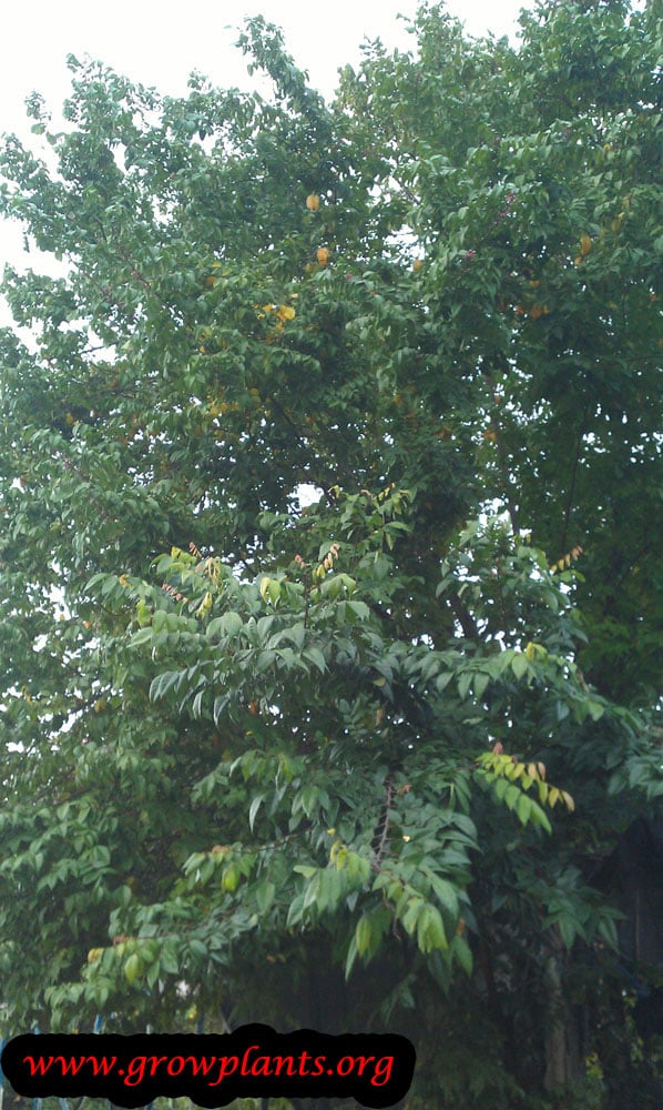 Carambola tree