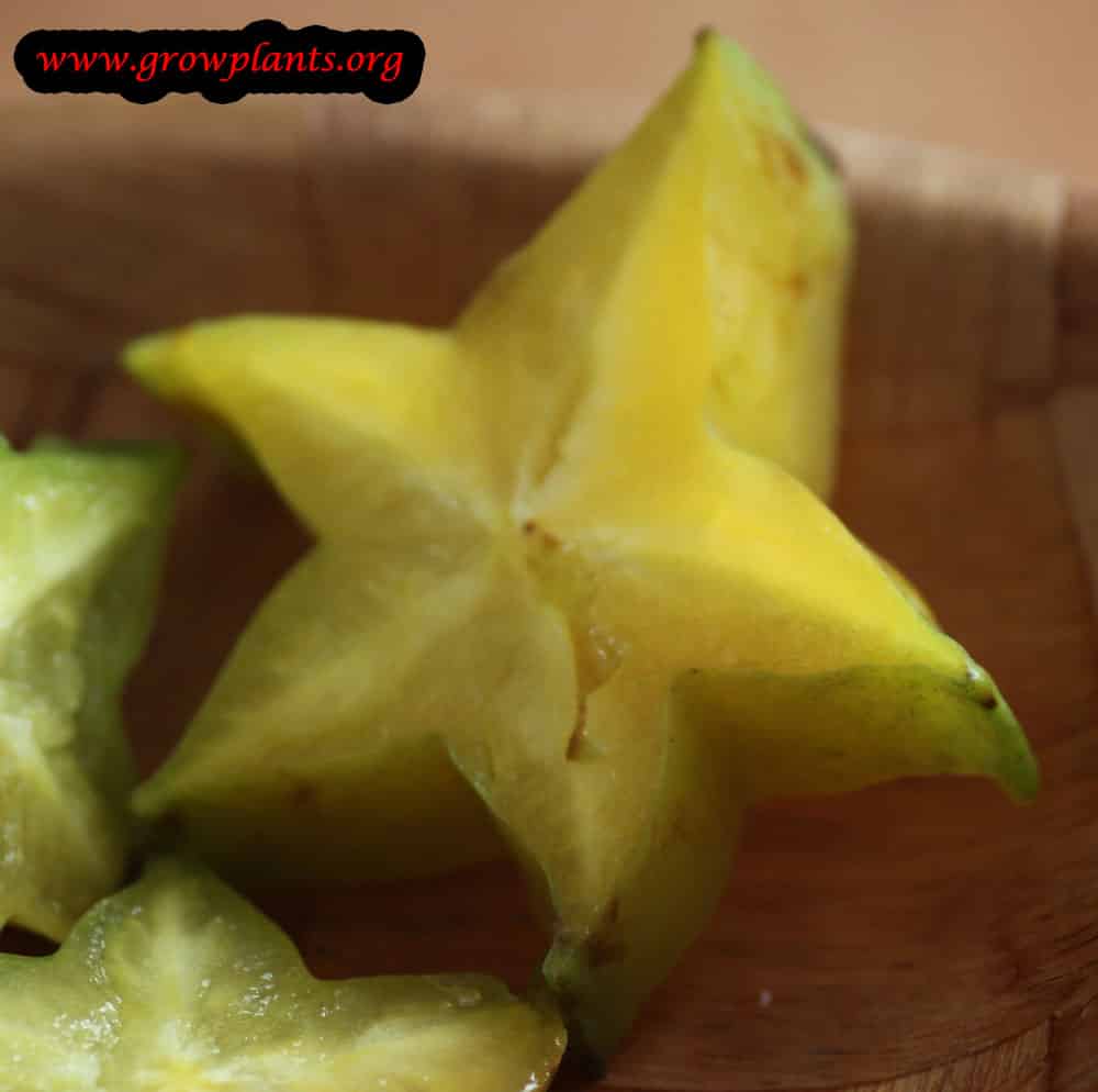 Harvest and cut Carambola tree fruit