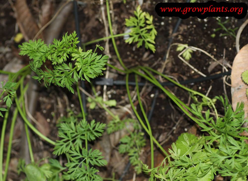 Growing Carrot plant