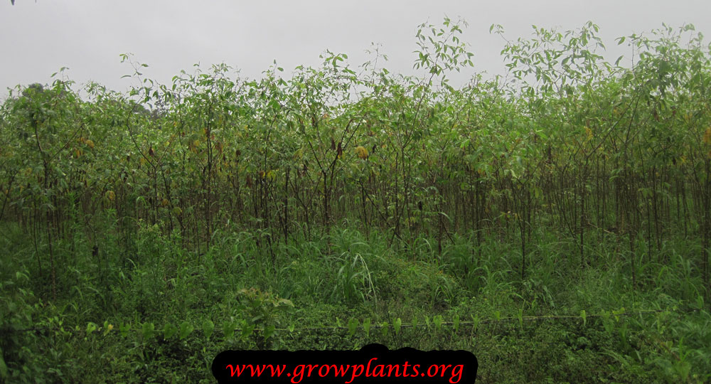 Growing Cassava plant