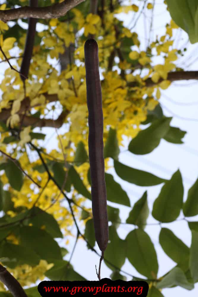 Cassia fistula tree fruit