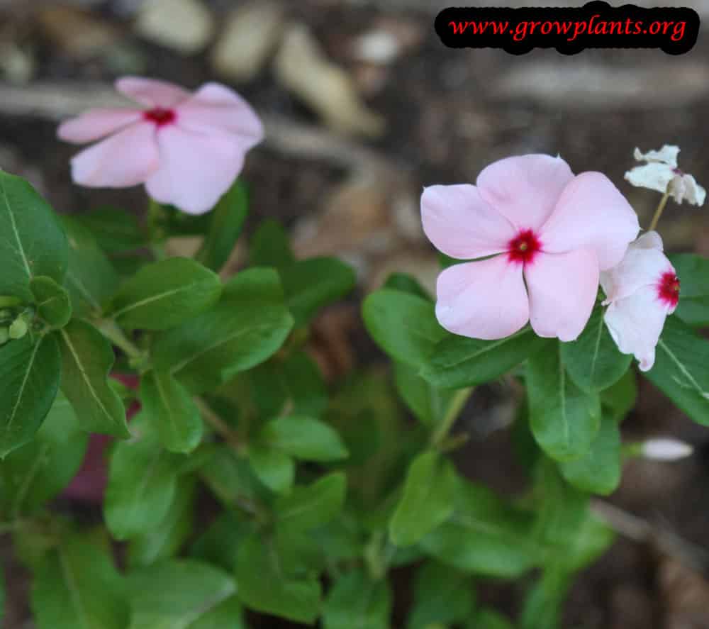 Catharanthus roseus grow and care