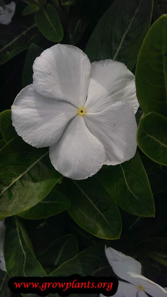 Catharanthus roseus white flower