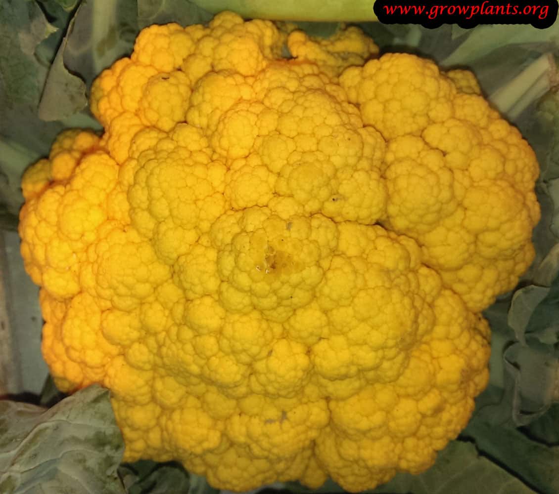 Harvest Cauliflower plant yellow