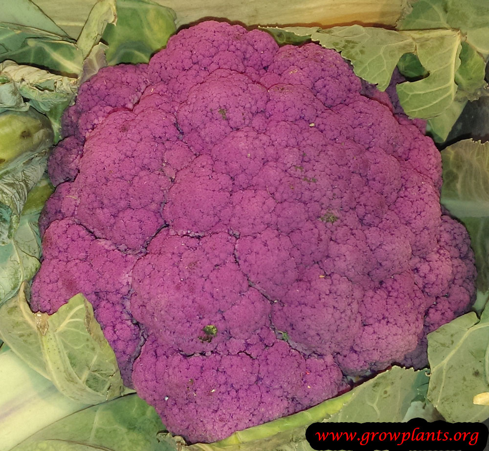Harvest Cauliflower plant purple