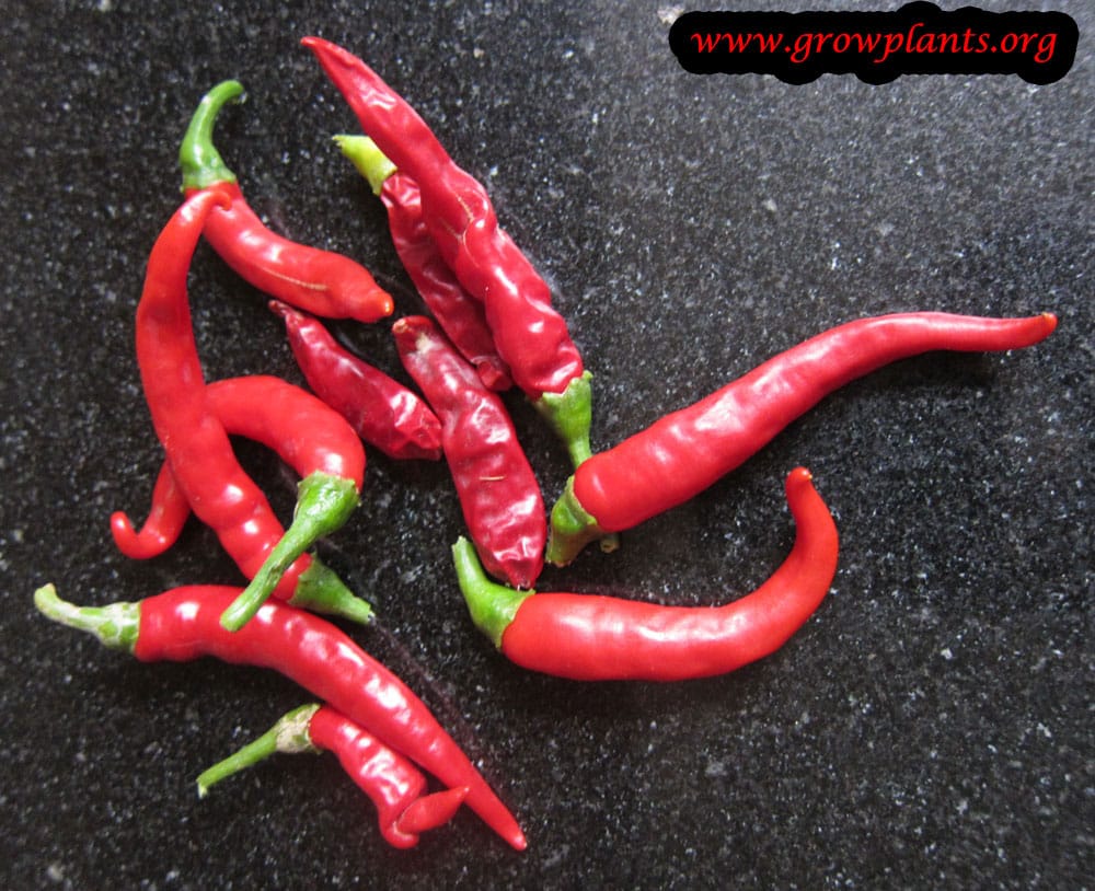 Growing Cayenne pepper