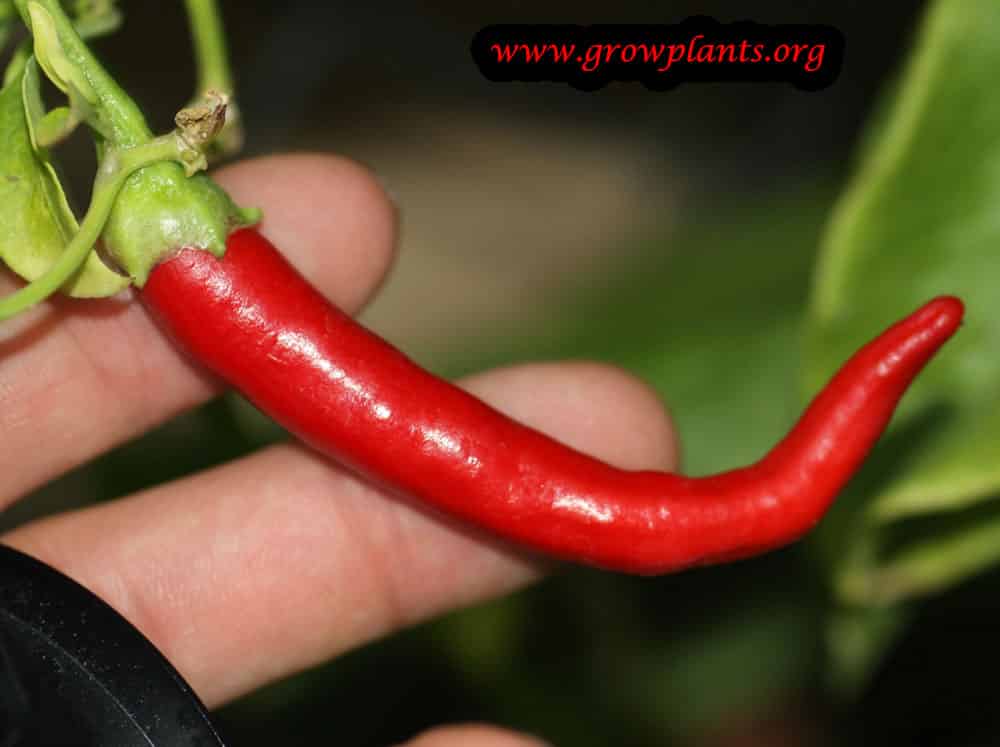 Cayenne pepper plant care