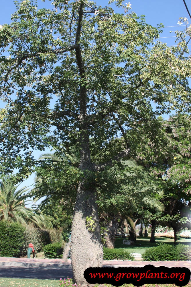 Ceiba chodatii tree