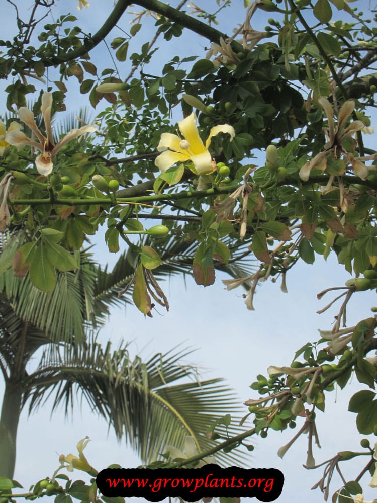 Ceiba chodatii tree flower