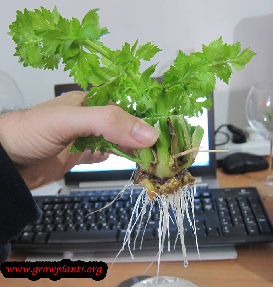 Celery cutting roots