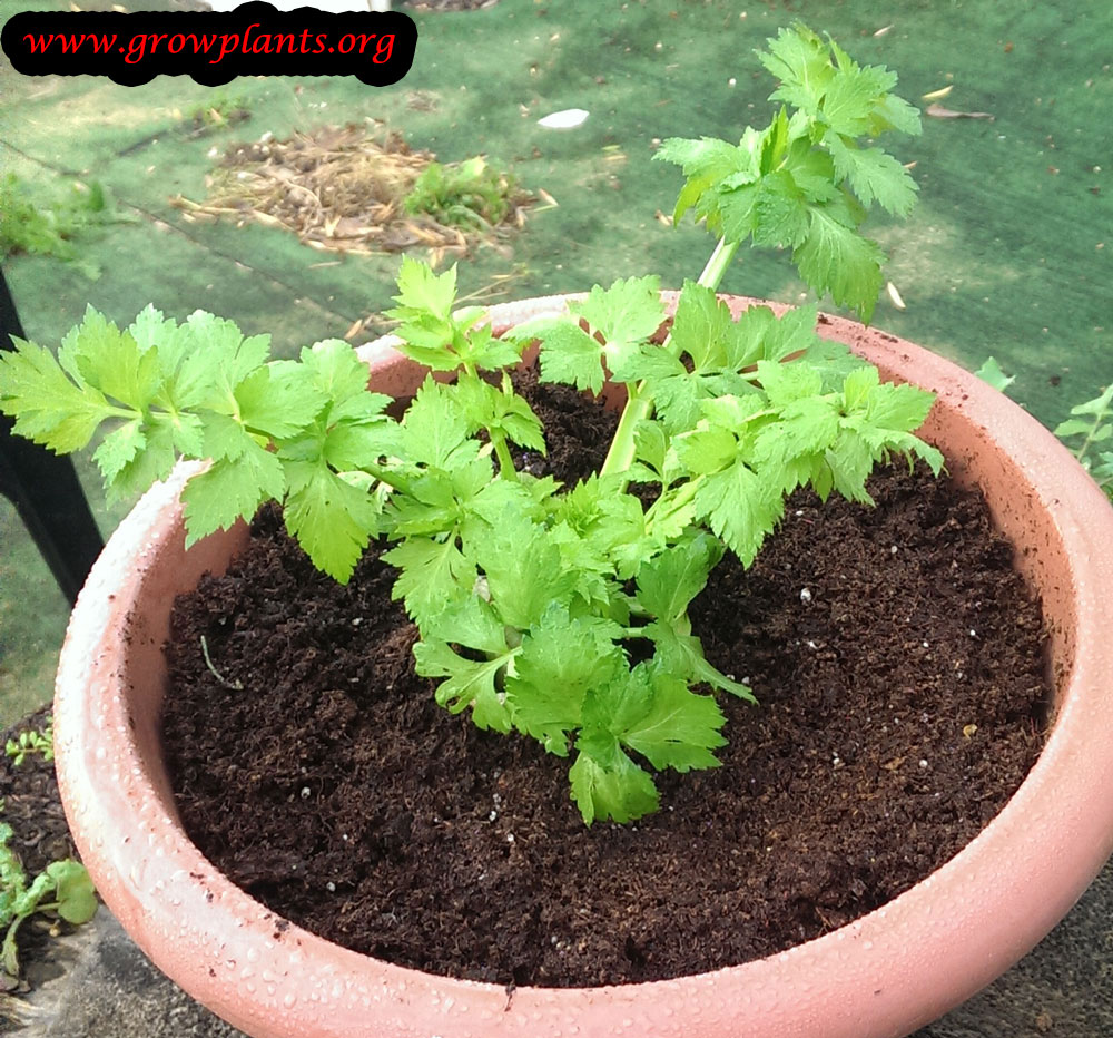 Growing Celery cutting roots