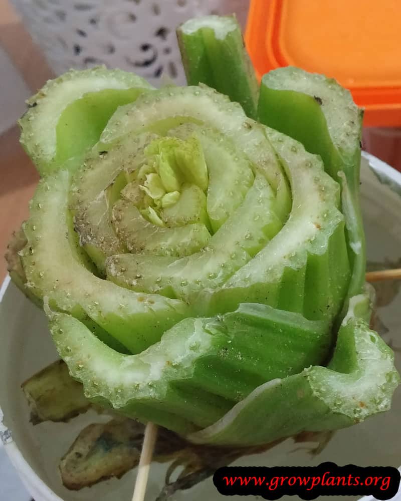 Celery from cutting
