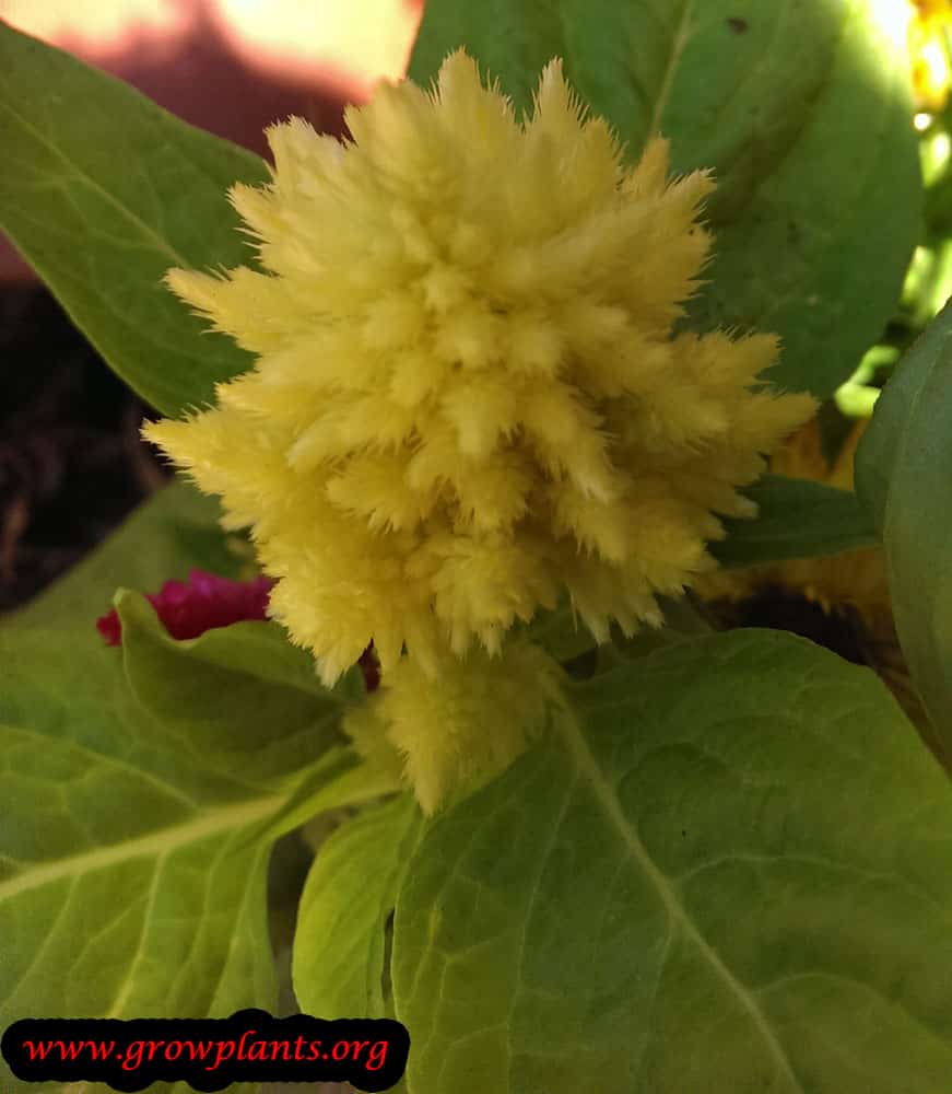 Celosia argentea yellow flower