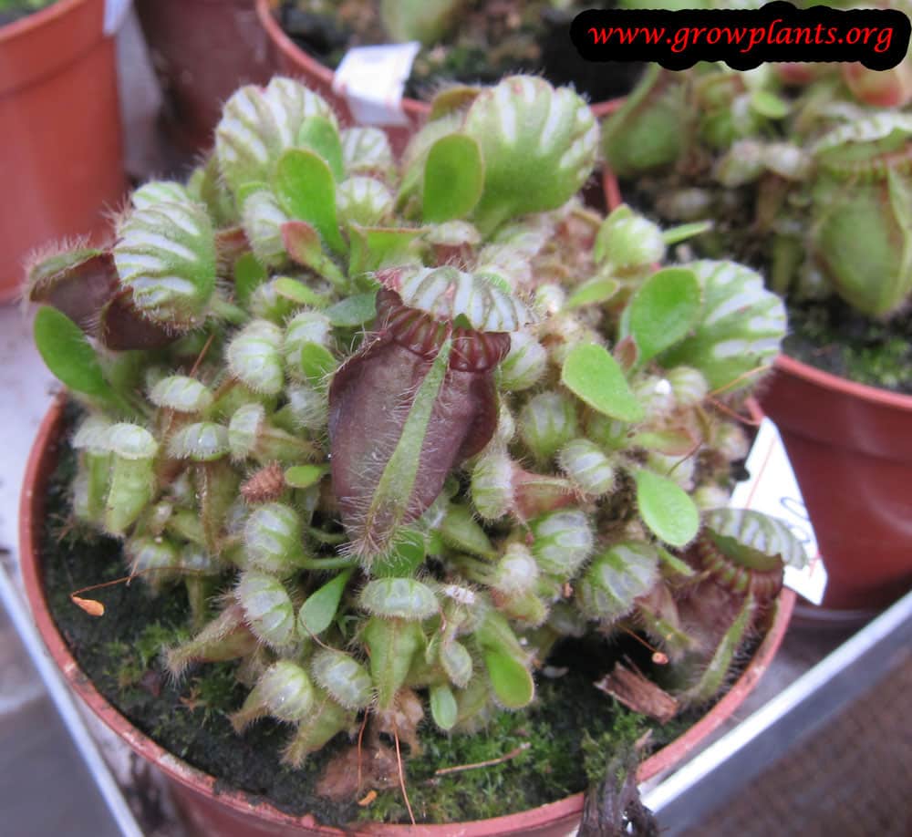 Cephalotus follicularis plant