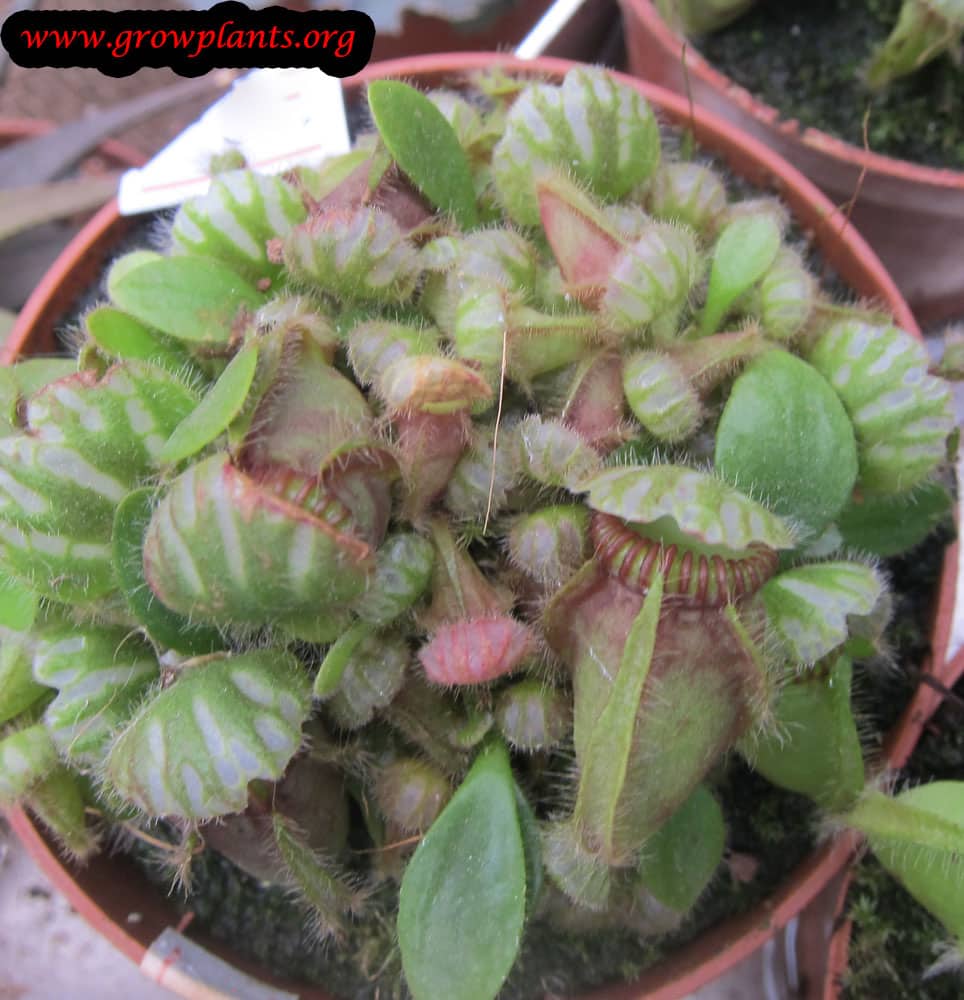 Growing Cephalotus follicularis plant