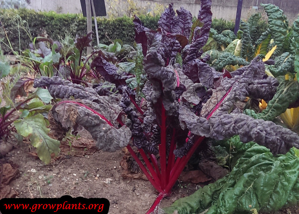 Red Chard plant