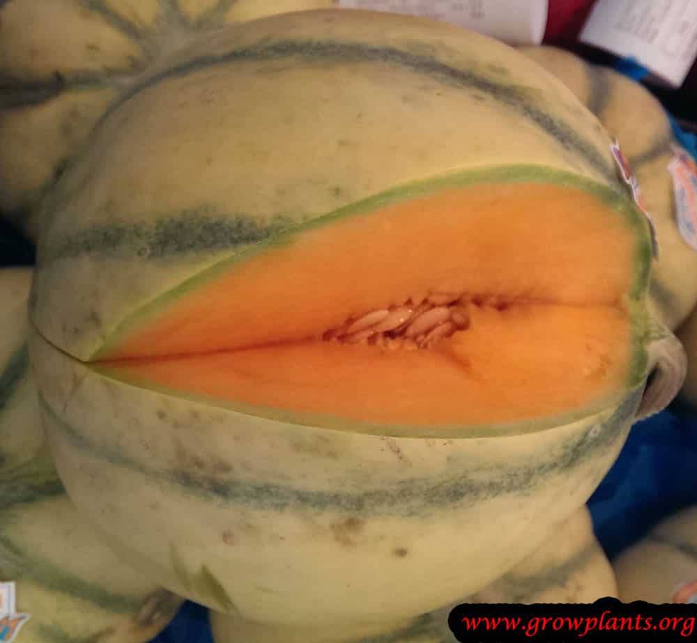 Harvesting Charentais melon