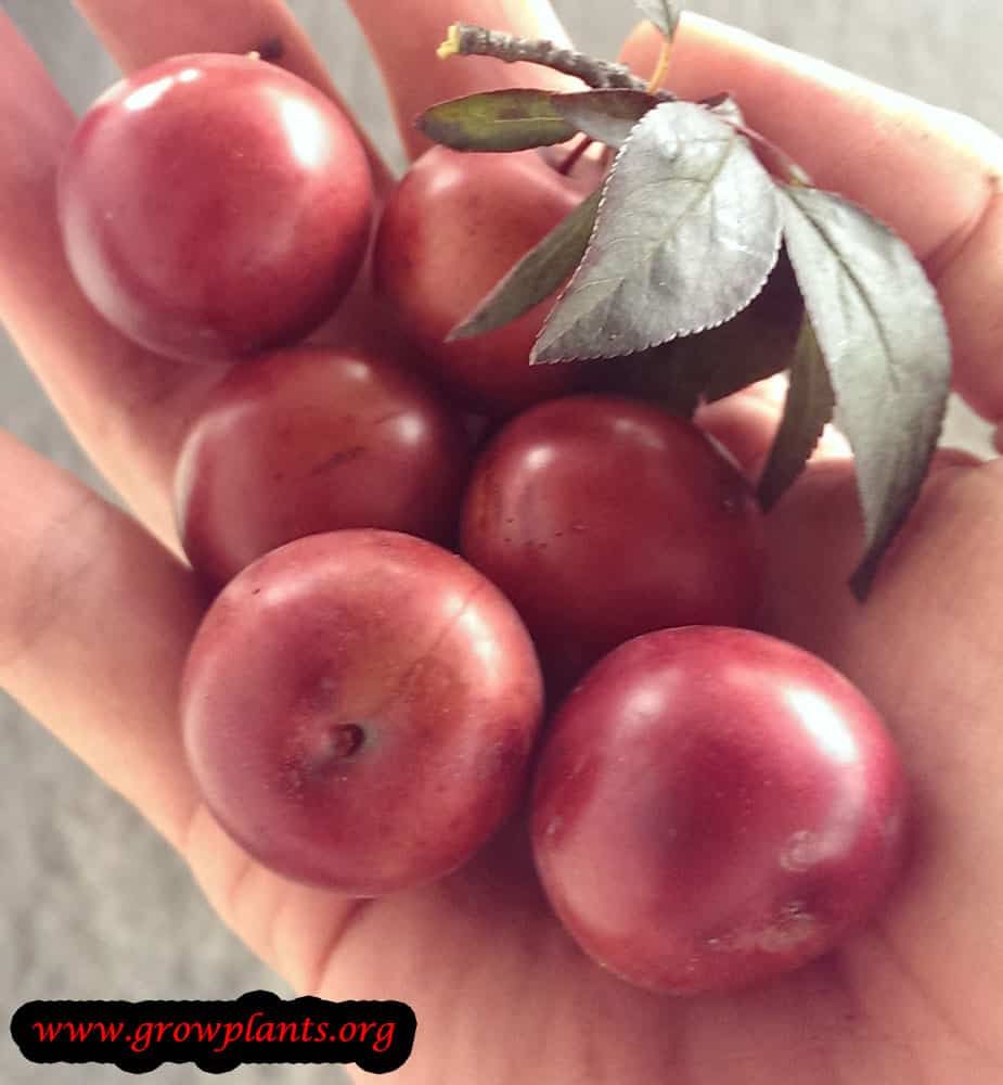Harvesting Cherry plum