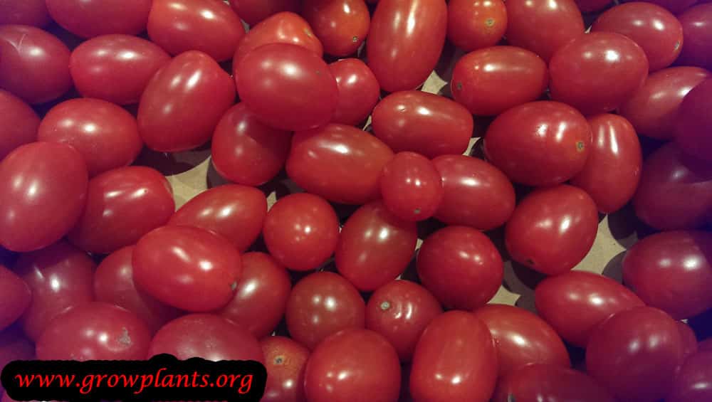 Harvesting Cherry tomato
