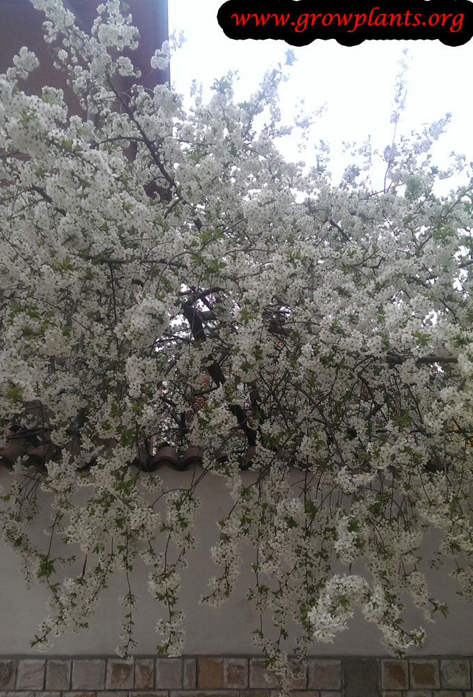 Cherry tree flowers