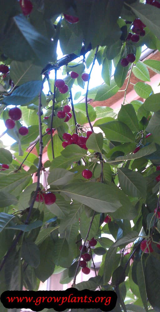 Cherry tree fruits