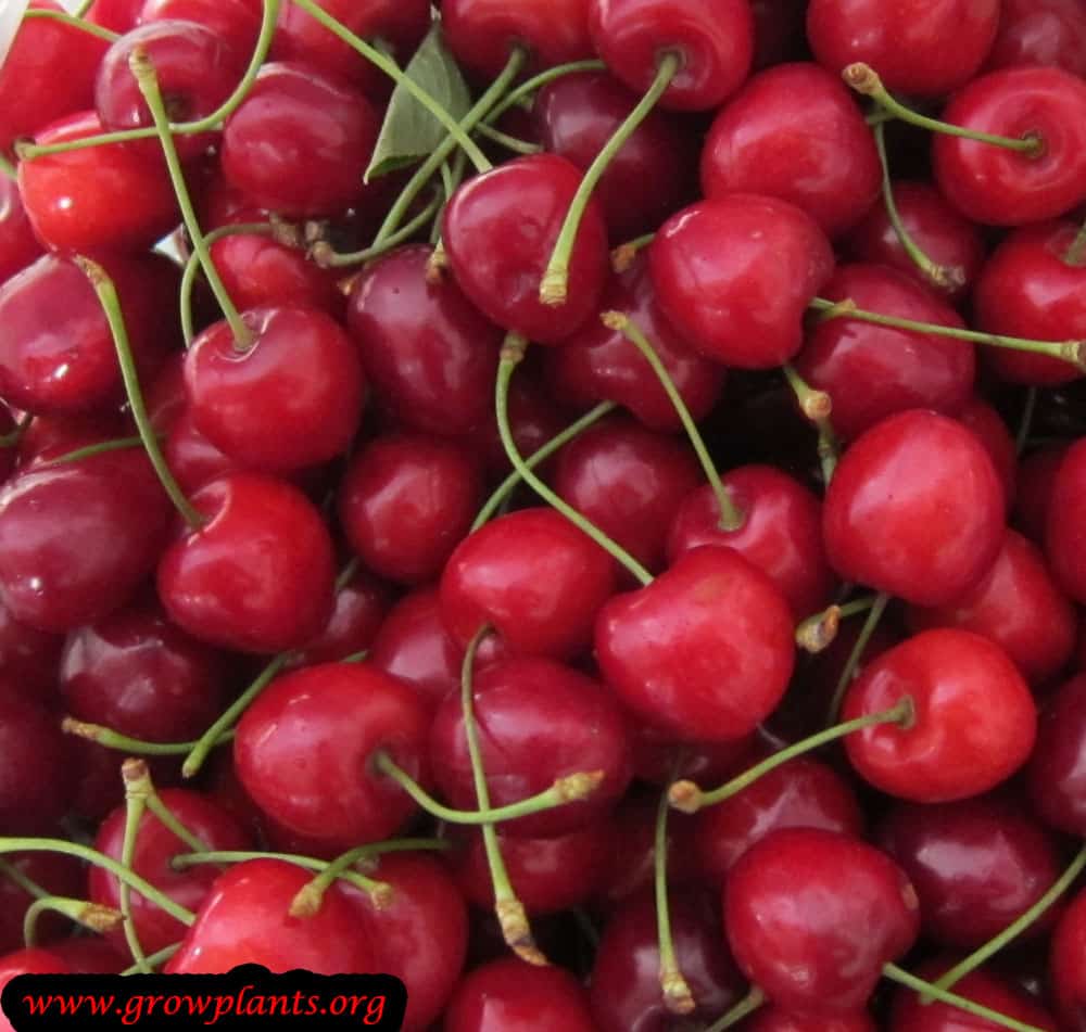 Cherry tree red fruits