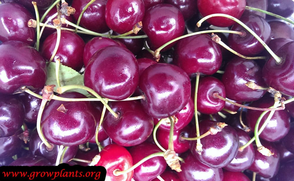Harvest Cherry tree fruits