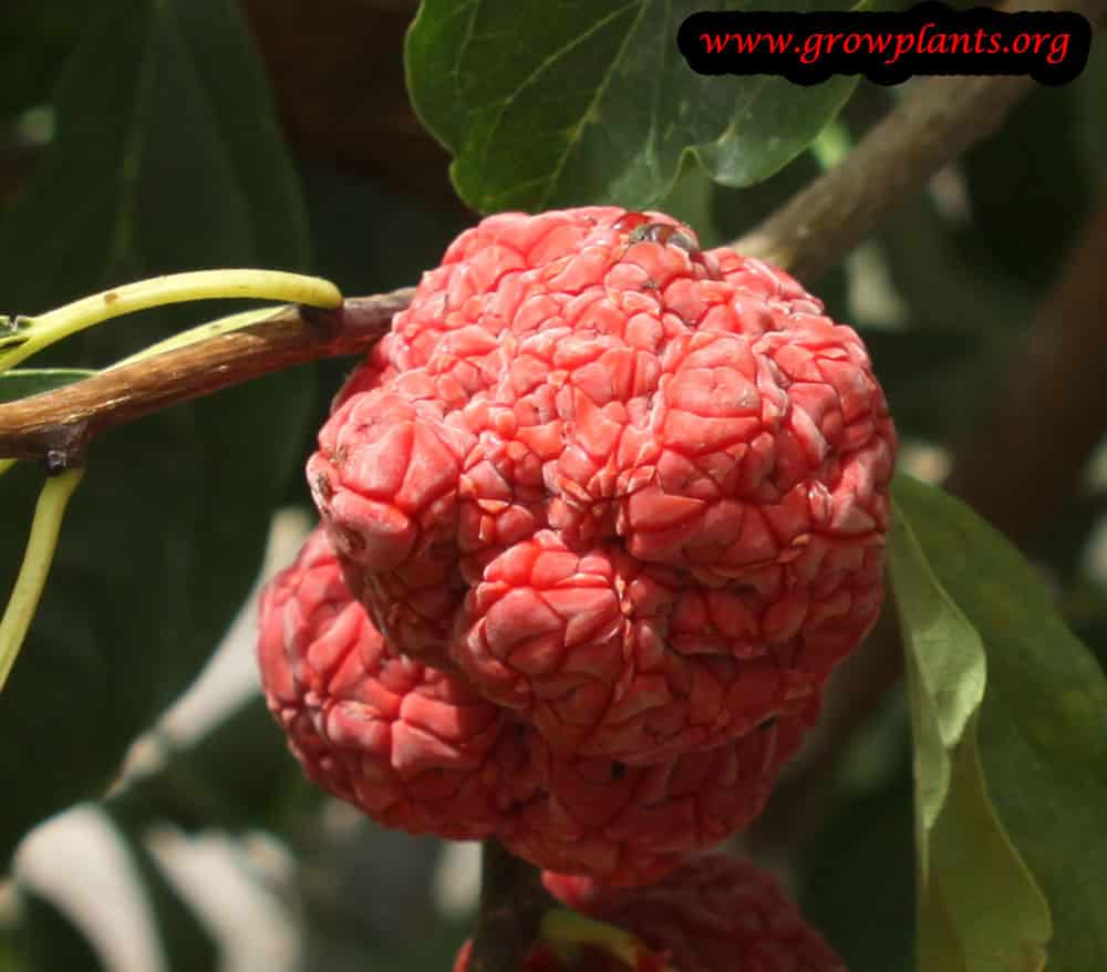 Chinese mulberry fruit