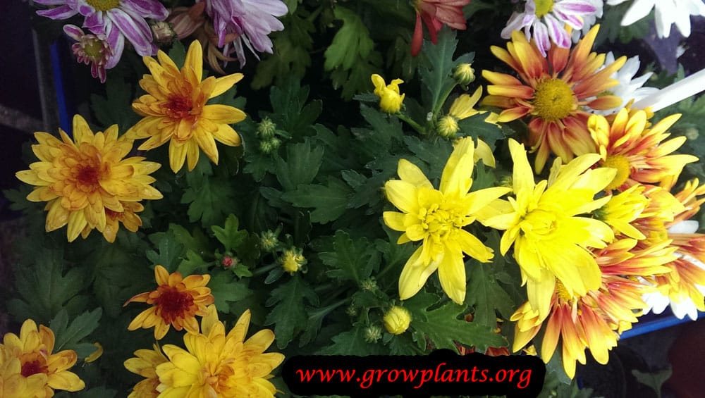 Chrysanthemum grandiflorum plant care