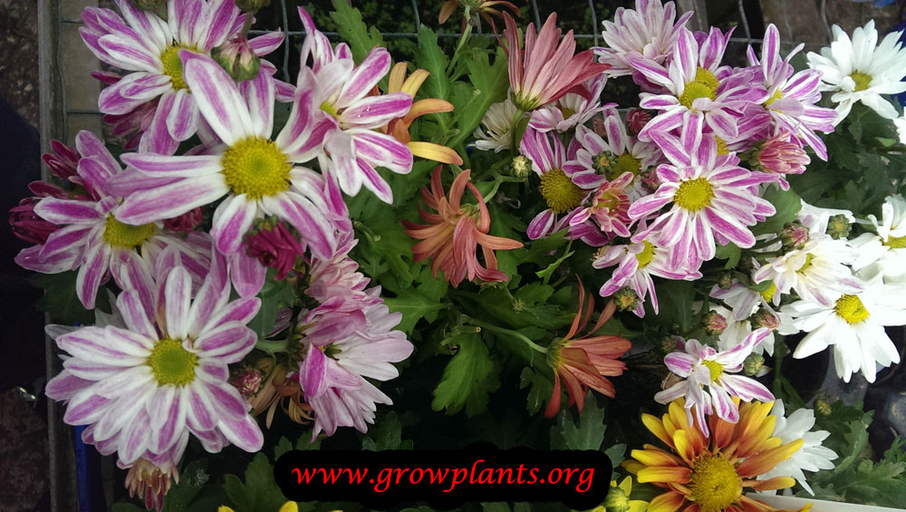 Growing Chrysanthemum grandiflorum