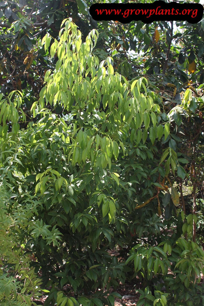 Cinnamon tree