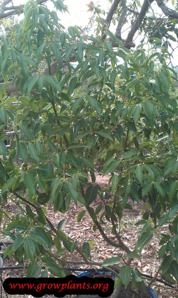 Growing Cinnamon tree