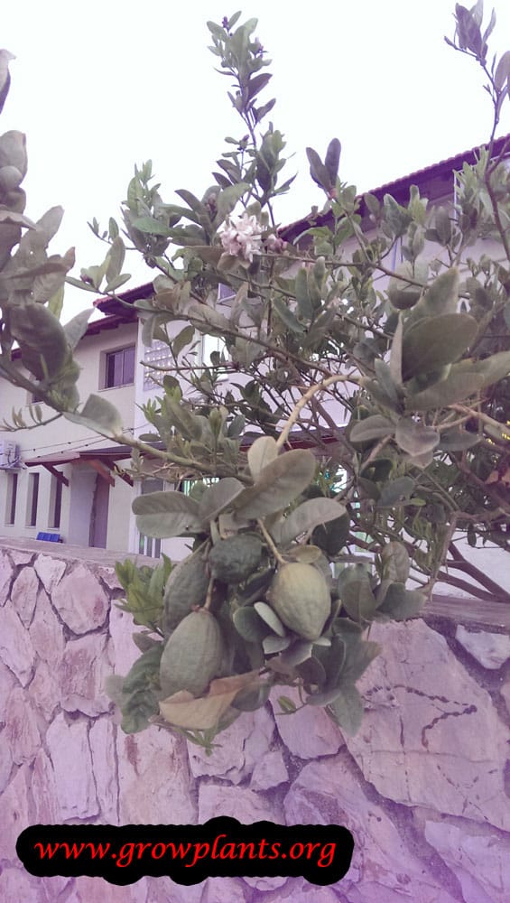 Citron tree