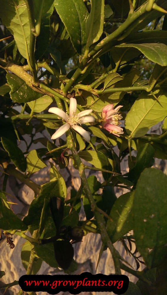 Citron tree flower