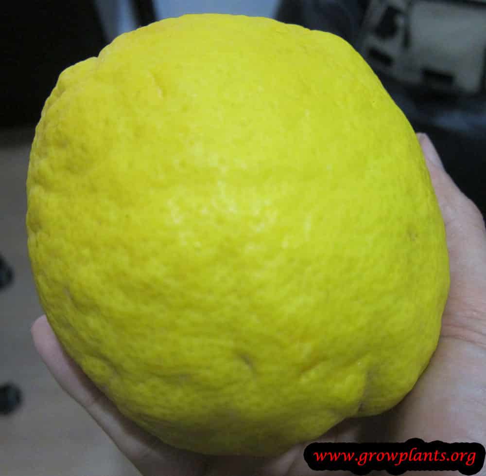 Citron tree fruit harvest