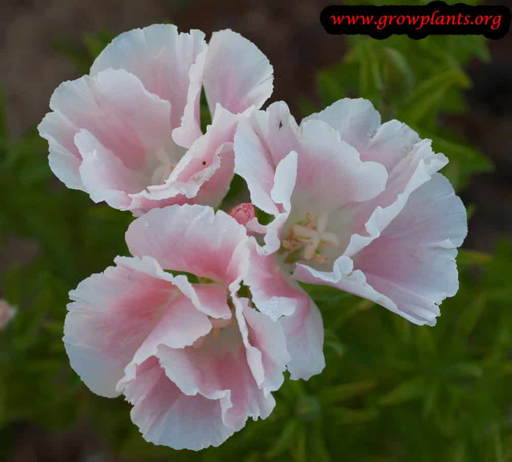 Clarkia pink and white flowers