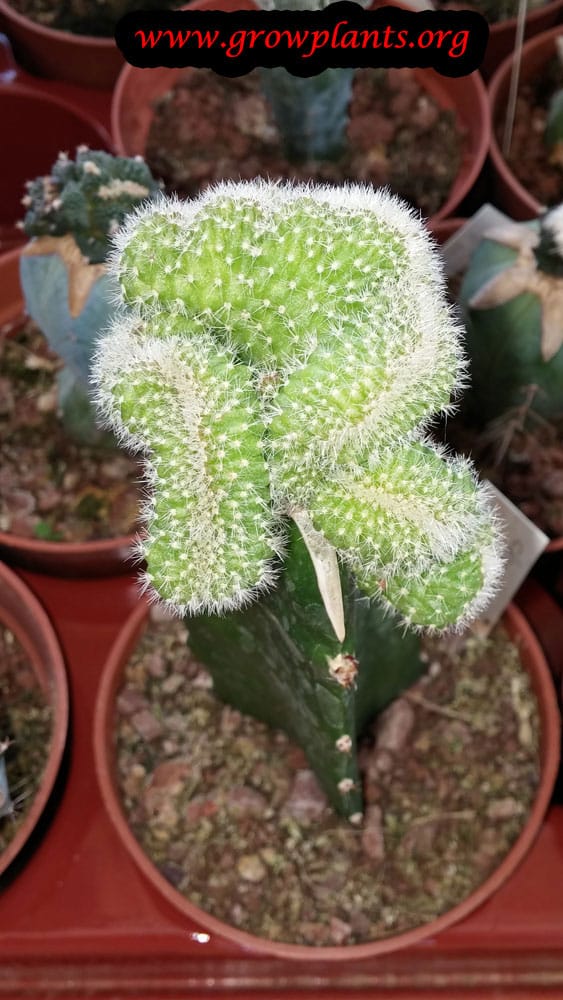 Cleistocactus winteri forma cristata