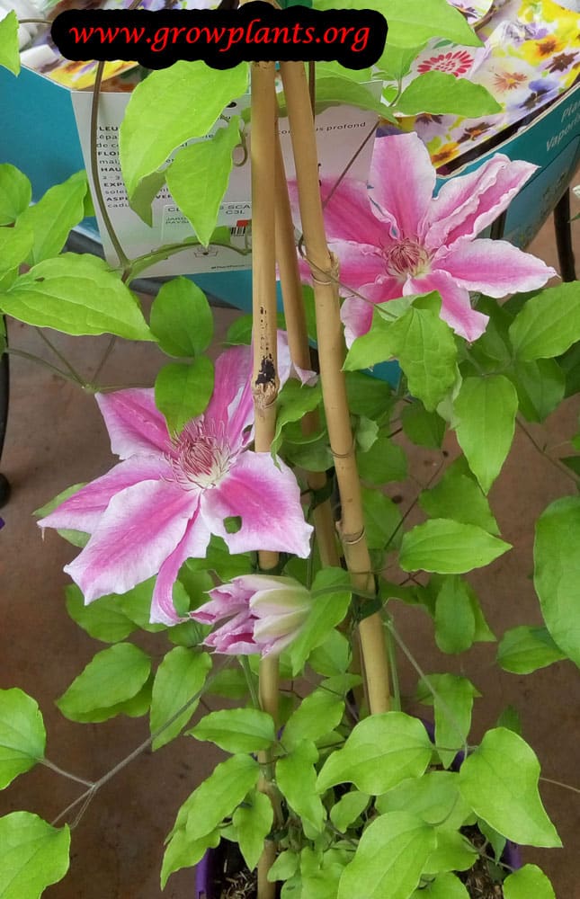 Growing Clematis plant