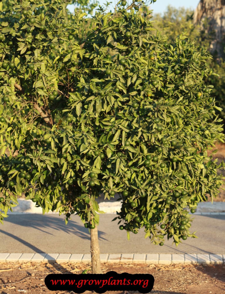 Clementine tree