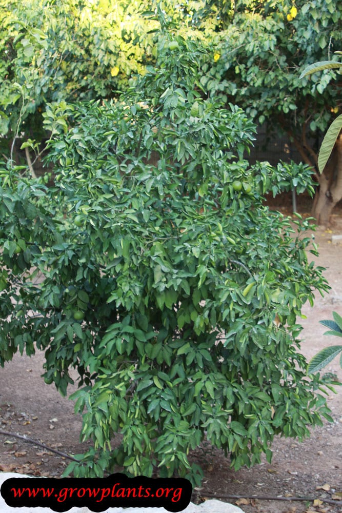 Growing Clementine tree