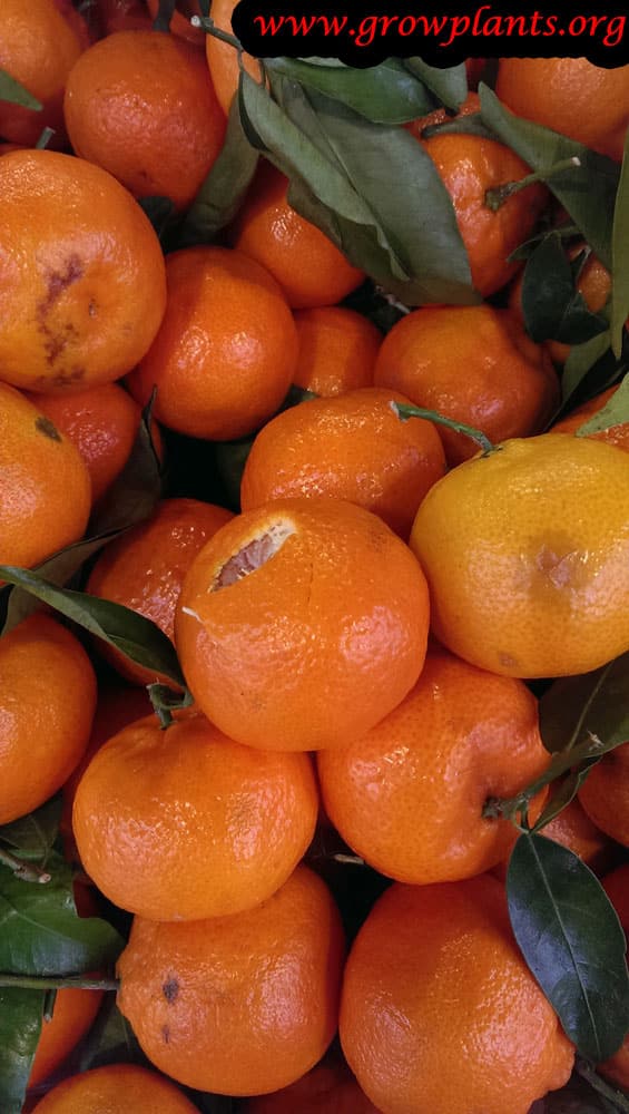 Harvest Clementine fruits