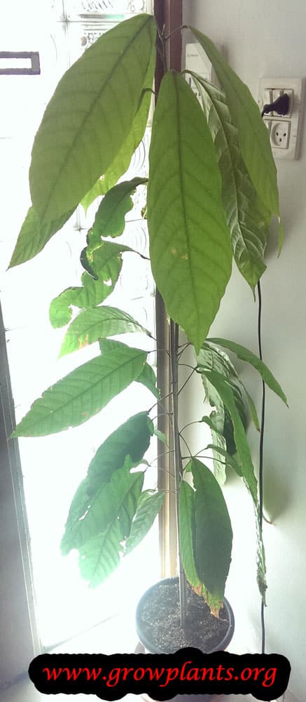 Growing Cocoa tree indoor