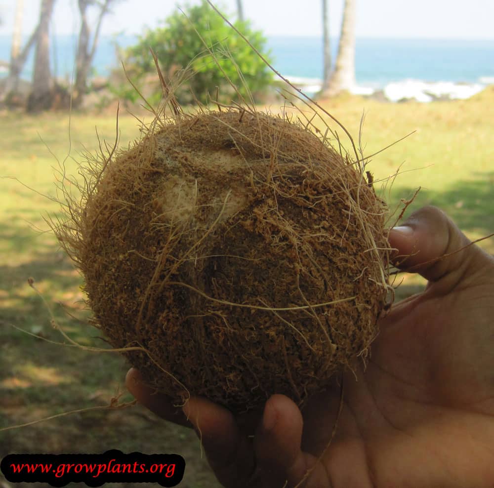 Harvest Coconut palm