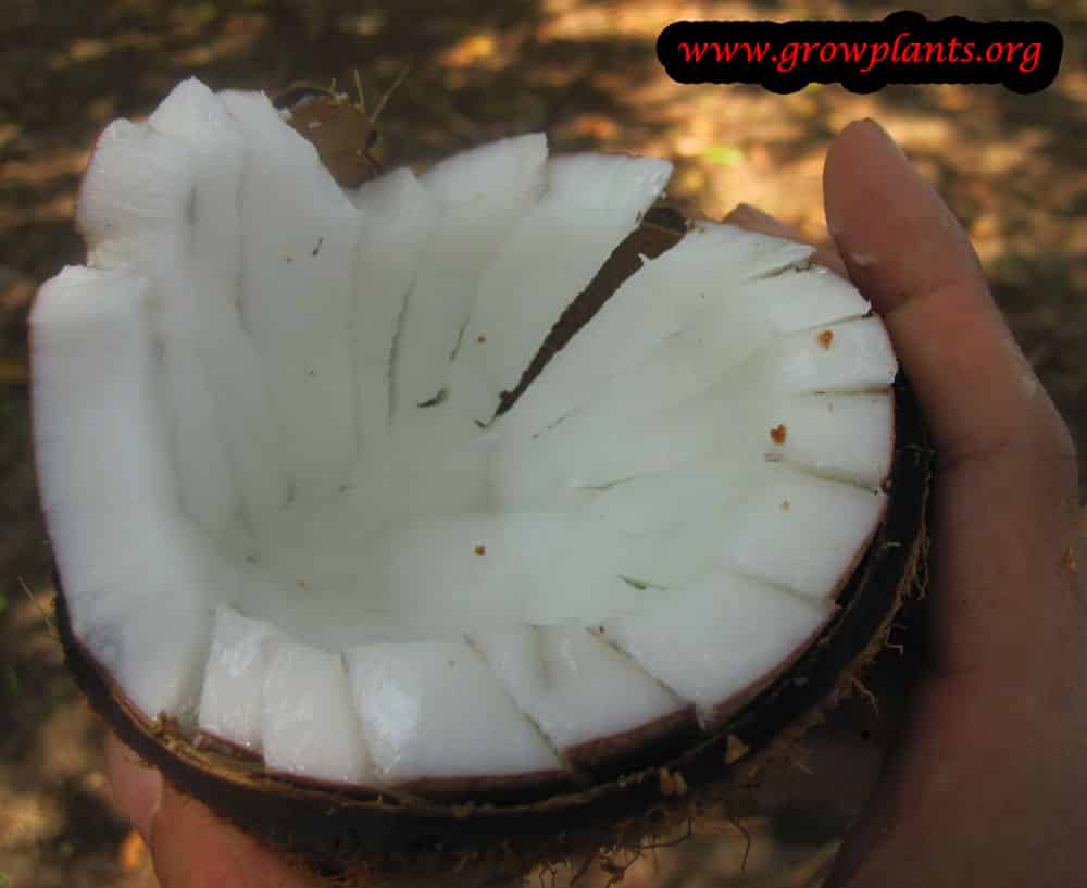 Open Coconut palm