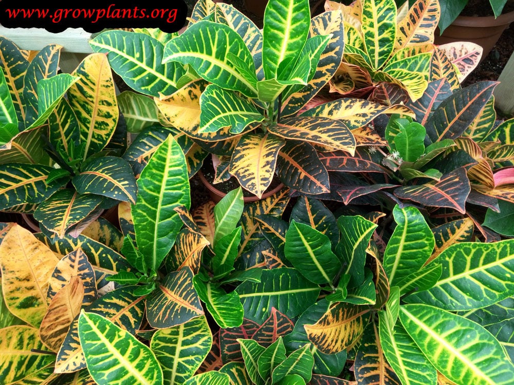 Codiaeum variegatum colorful leaves